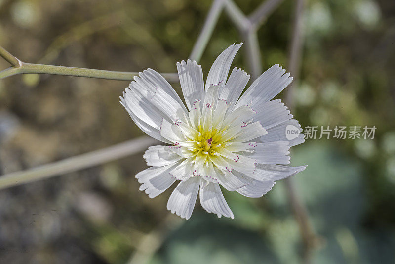 白花蓟马(Atrichoseris platyphylla)，俗称烟草杂草、降落伞植物和沙砾鬼，在加州死亡谷国家公园被发现。菊科。